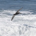 320-7858 Pelican and Surf